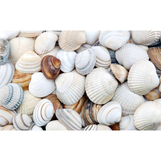 O que é Conchinhas para Artesanato? Guia e Onde Comprar | BuscaProdutos