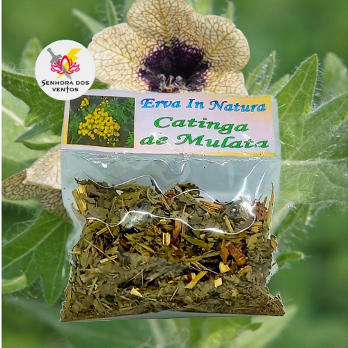 Catinga de Mulata - Erva Seca/ Erva in Natura em Oferta na Shopee