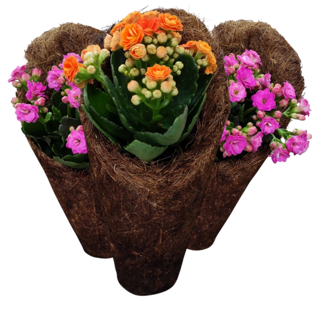 Kit com 3 Vasos fibra de coco cone M para Orquídeas