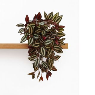 Arranjo Vaso Decorativo Com 2 Planta Verde Artificial Folhagem Realista Permanente Pendente Para Decorar Prateleira em Oferta na Shopee