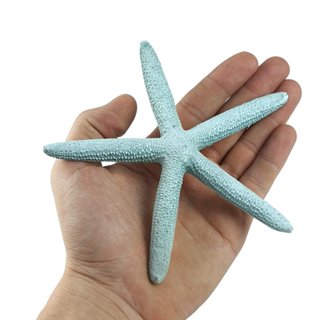Estrela do Mar Maresias 14 cm  Decoração Pousada e casa com Estilo e Leveza em Oferta na Shopee