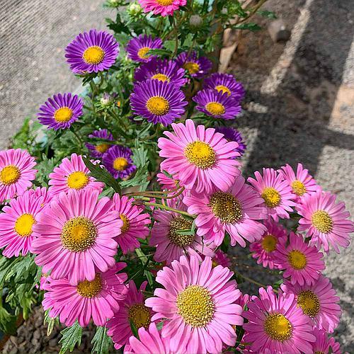Sementes de Aster (Gigante Singela) Sortida Chinesinha Gigante