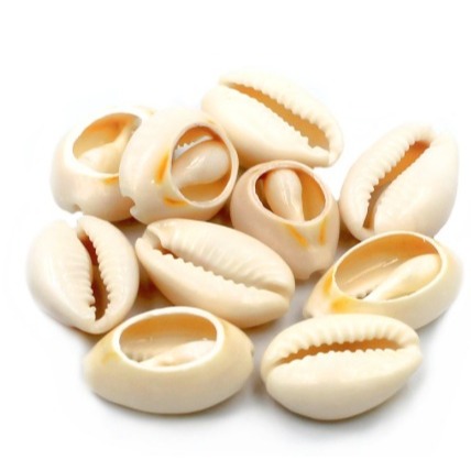 Buzios Abertos Pacote: Onde Comprar | BuscaProdutos