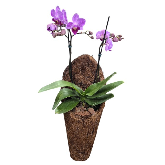 Kit 03 vasos cachepot fibra de coco G forma cone orquídeas flores decoração gancho para pendurar