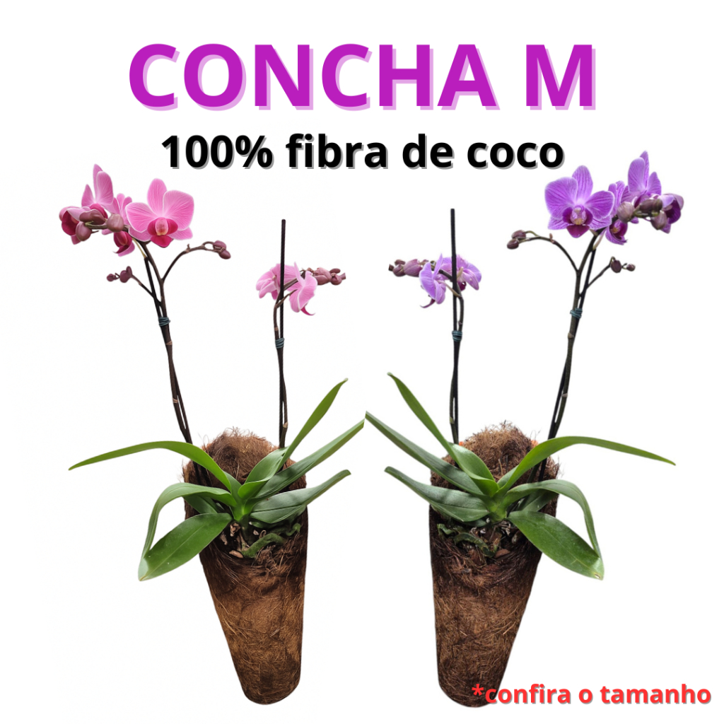 Kit com 5 Vaso fibra de coco concha M para Orquídeas em Oferta na Shopee