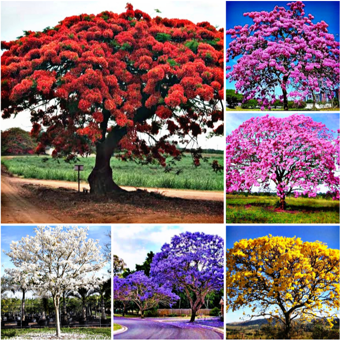 Sementes Ipê/Ype Amarelo/Branco/Roxo/Rosa/Verde/Jacarandá/Canafistula/Flamboyant Vermelho/F A