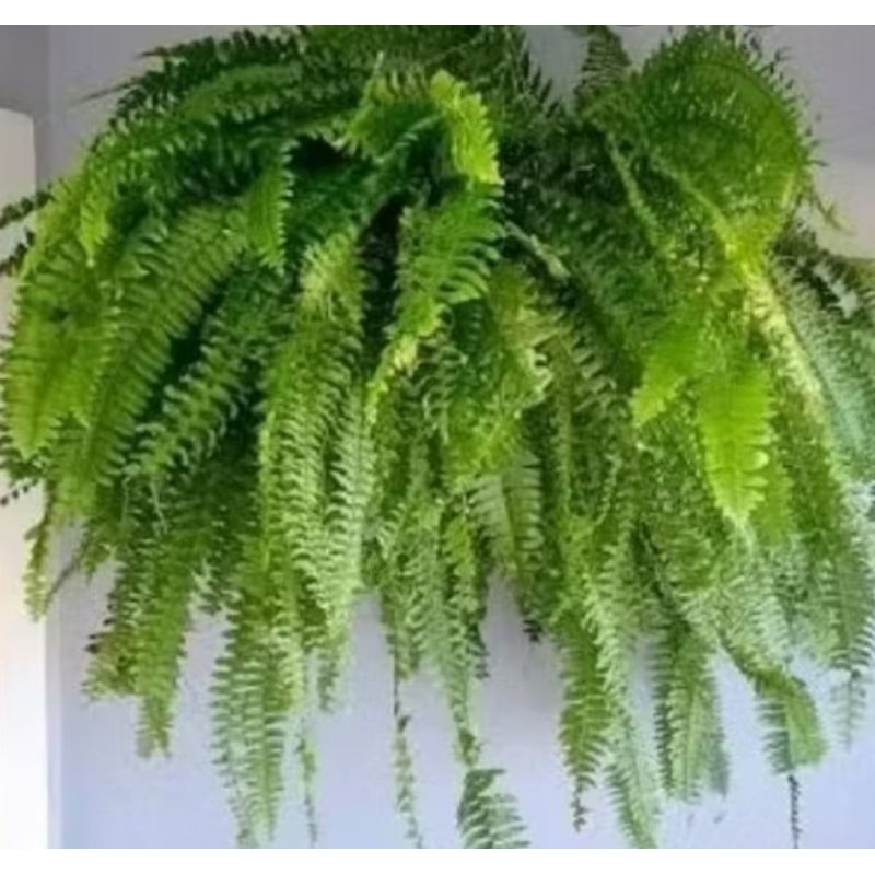 O que é Vasinho de Planta Natural? Guia e Onde Comprar | BuscaProdutos