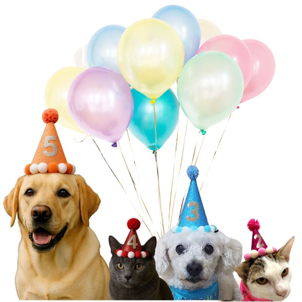 Chapéu Aniversário Pet Cachorro Gato Personalizado Idade - Tamanhos P M G  4 Cores - Envio Imediato em Oferta na Shopee