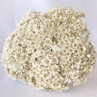 Buquês até 800 Flores Sempre viva, EXTRA TIPO 1, Flor Seca Natural em Oferta na Shopee