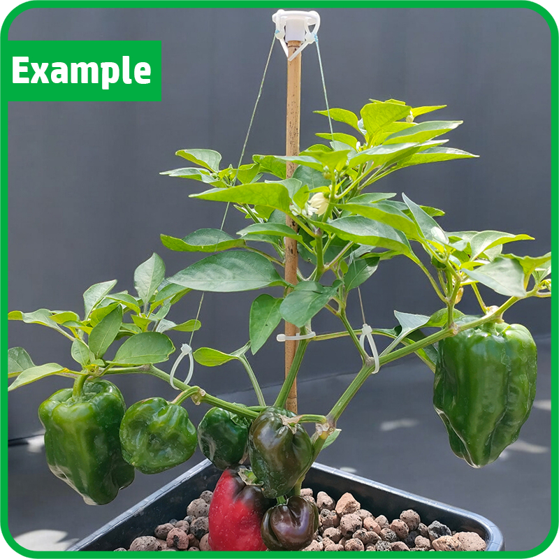 Suporte para Amarração de Galhos Guia de para Plantas Cultivo Horta