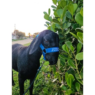 cabresto para cabrito personalisado  .ovelhas. Carneiro em Oferta na Shopee