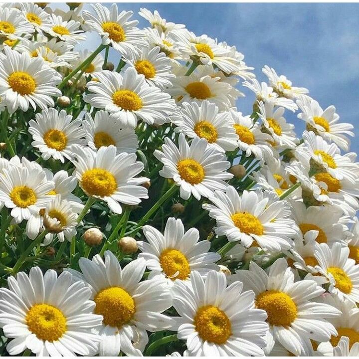 Semente Margarida Branca Gigante em Oferta na Shopee