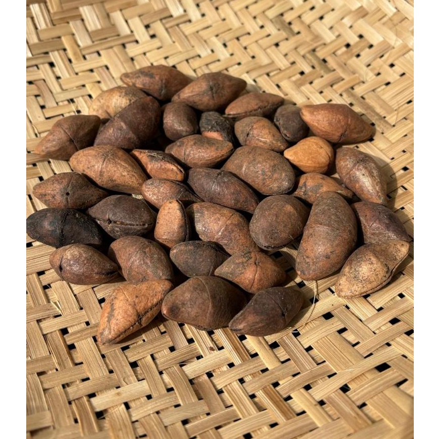 3 unidades - Fava Chapéu de Napoleão em Oferta na Shopee