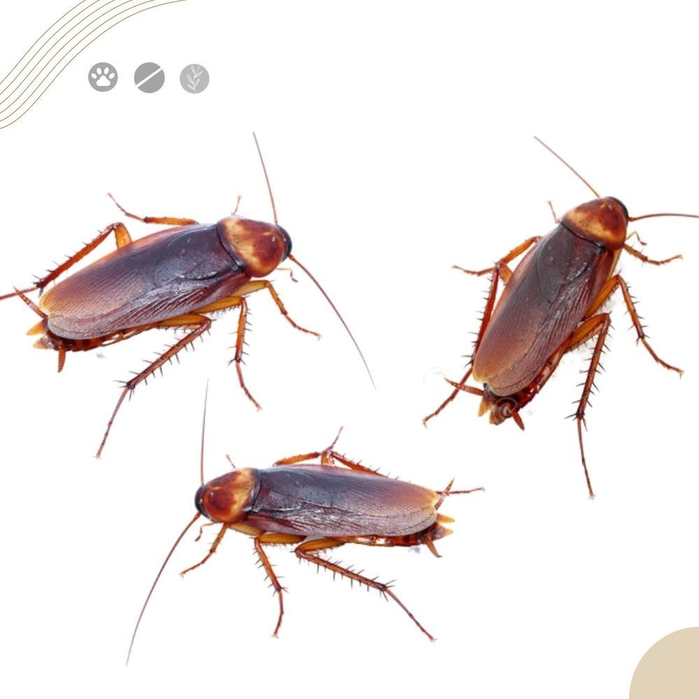 Gel Straik Mata Baratas 10g Excelente para os cantos cozinha bancada — imagem 2 de 2
