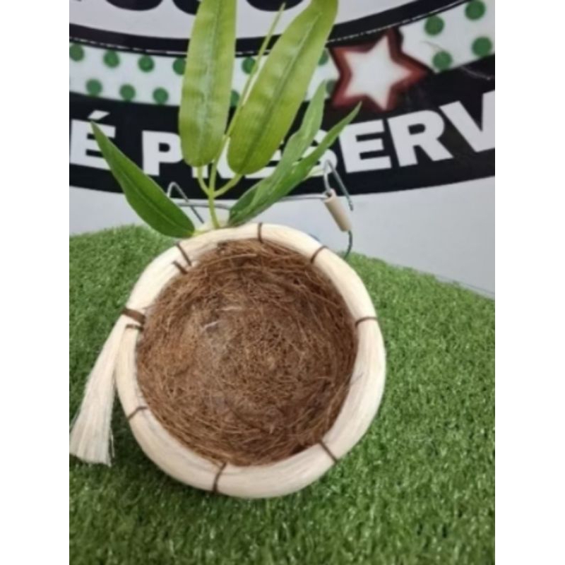 Ninho Taça Luxo Azulão, Curió,Canário Envio imediato Alta Qualidade Pássaros
