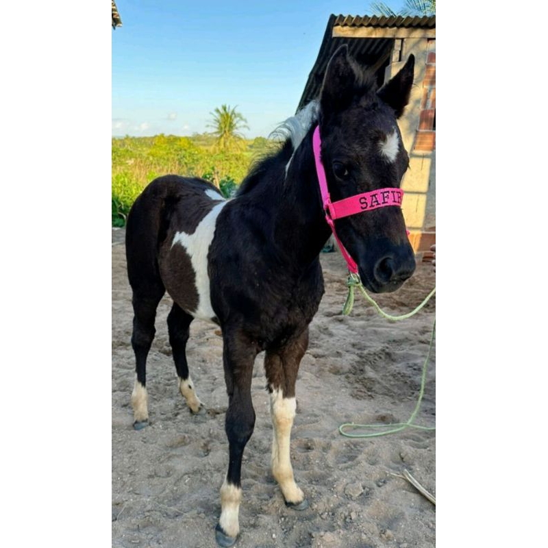 cabresto personalizado para potro , burçal para potro com nome bordado de sua preferência