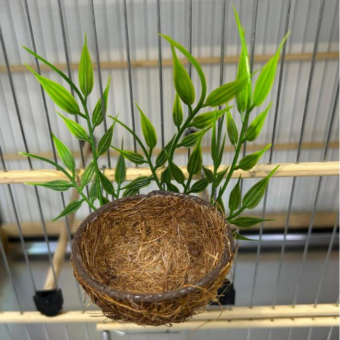 NINHO MATO - Coleiro e Curió