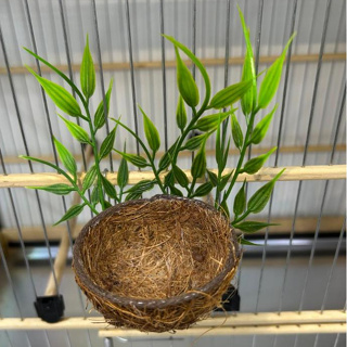 NINHO MATO - Coleiro e Curió em Oferta na Shopee