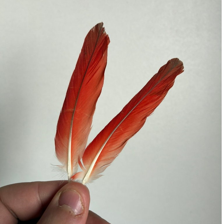 Kit 2 Penas de Pássaro Ekodide Acodide Africano Para Ritual Candomblé e Espiritualidade em Oferta na Shopee