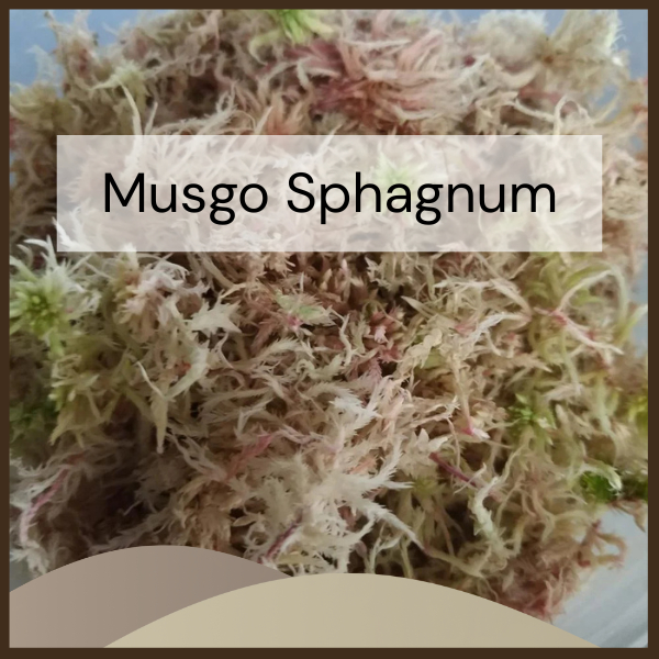 Musgo Sphagnum Premium Substrato Natural – Para Orquídeas, Kokedama, Terrários e Jardins (150g/400g)