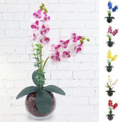 Arranjo Completo de Mini Orquidea com Vaso e Cascas de Pinus Natural