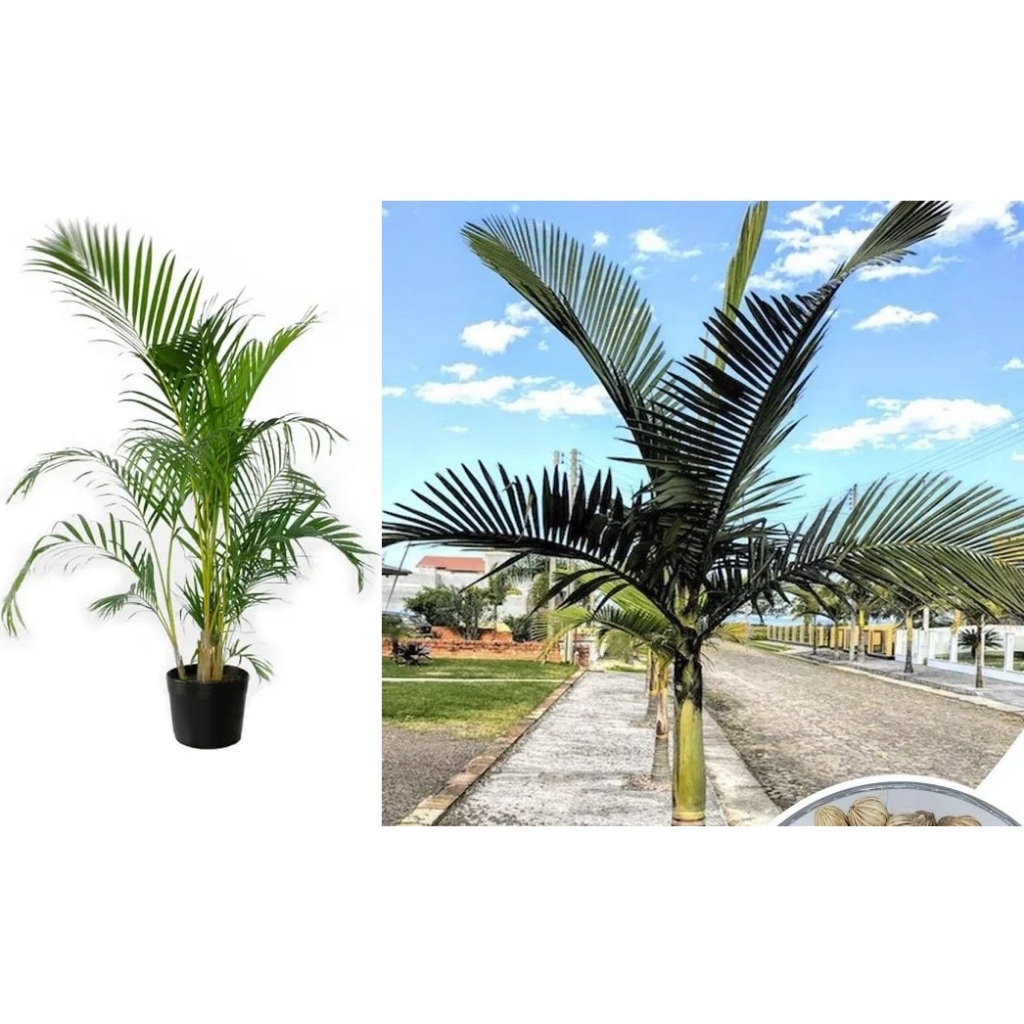 Kit 100 Sementes Palmeira Areca Bambu + 30 Palmeira Real Australiana