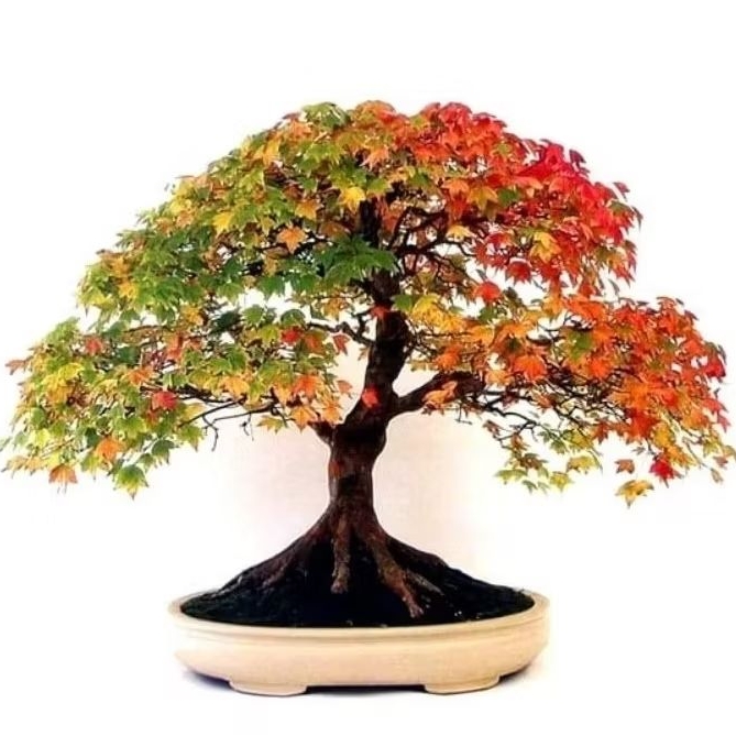 30 pcs Sementes Acer Canadense