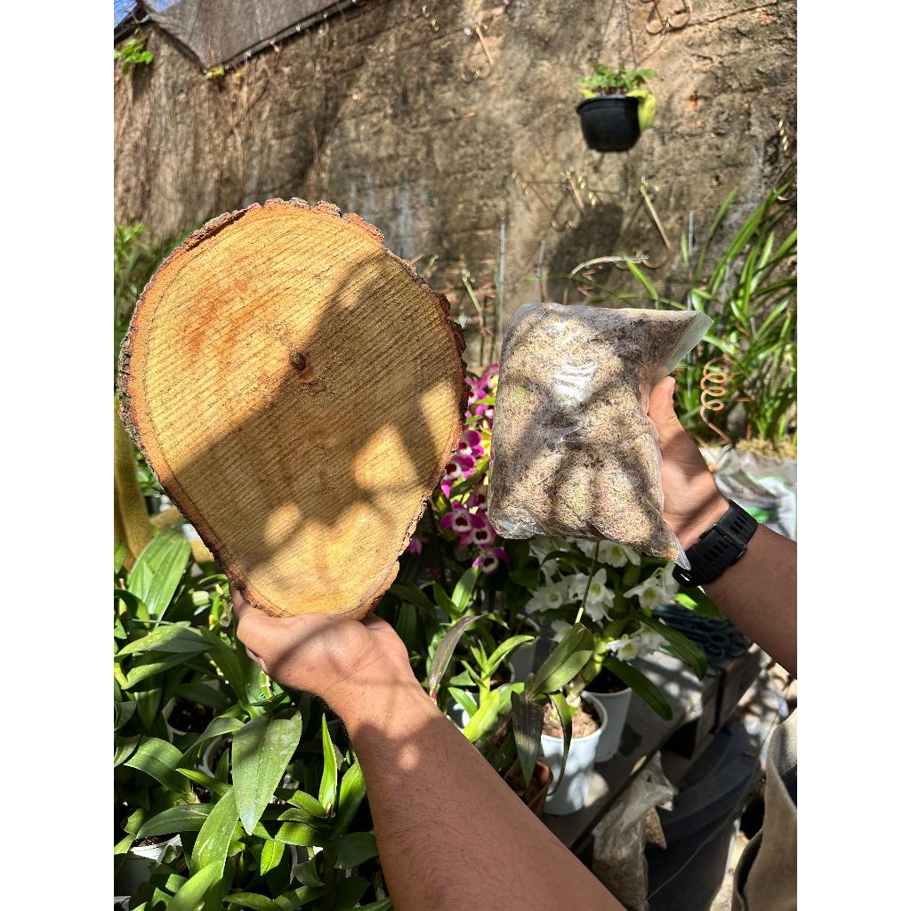 Bolacha de Madeira para Orquídeas + Musgo Esfagno –Suporte para Plantio e Decoração