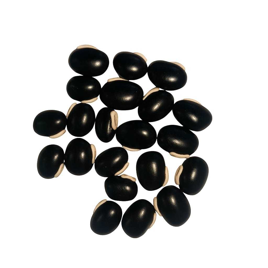 Mucuna Preta/Mucuna Cinza/Milho Crioulo/Açafrão da Terra/Cúrcuma/Selecionada Direto Do Produtor Rural/Medicinal/Plantio;