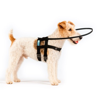 Coleira Cachorro Cego Aro Alumínio Revestido Guia Proteção Regulável Triplo Apoio em Oferta na Shopee