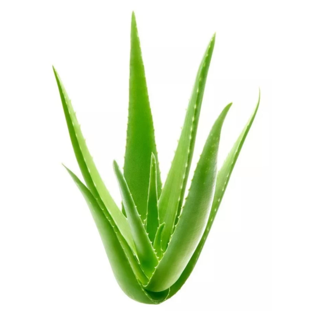 Babosa Grande: Guia Completo e Onde Comprar | BuscaProdutos