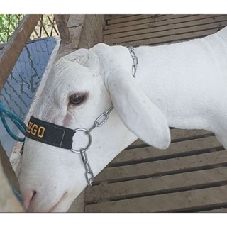 cabresto para ovelha de corrente 3 argolas personalizado com nome de sua preferência em Oferta na Shopee