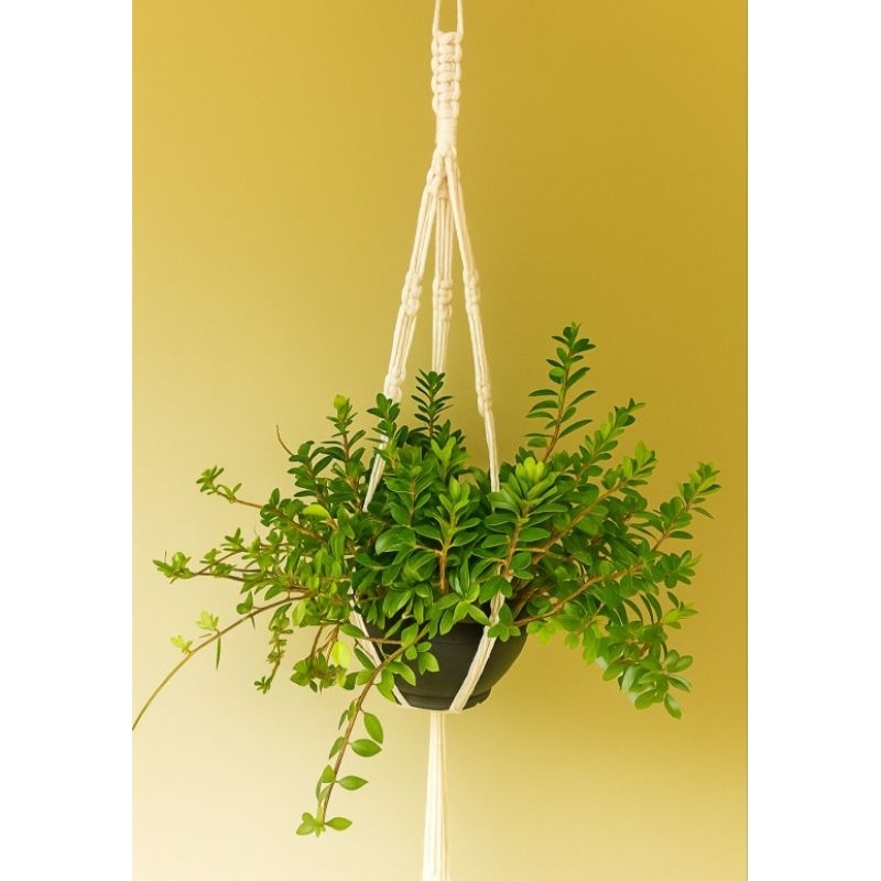 Produtos de Jardinagem: Onde Comprar | BuscaProdutos