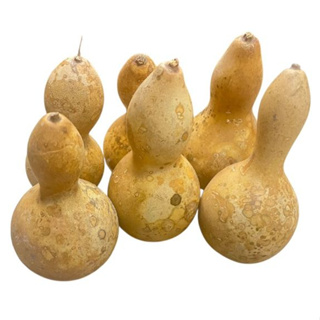 Kit 3 Cabaça Cabacinha P Mini Porongo Natural Umbanda Candomblé em Oferta na Shopee