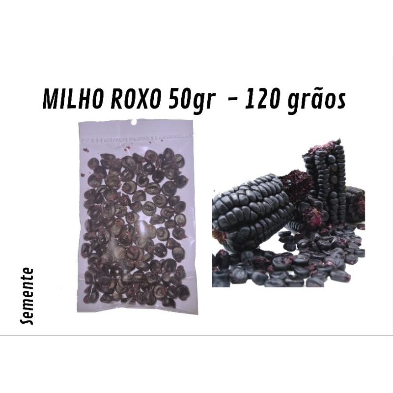 Grãos Sementes Milho Roxo 50 gr Maiz morado 120 grãos solto Original