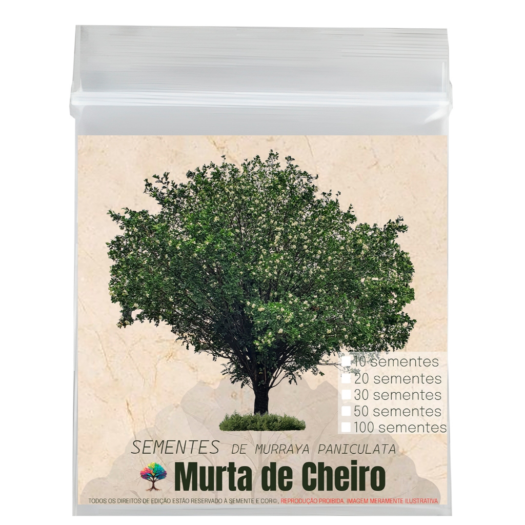 Sementes para Muda de Cerca viva, Arbusto e Árvore de Murta de Cheiro Murraya paniculata Semente e Cor