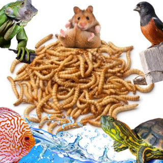 Tenebrio Desidratados para Jabutis, Tartarugas e Peixes, Passáros e Hamster Rico em Cálcio - 100% Natural em Oferta na Shopee