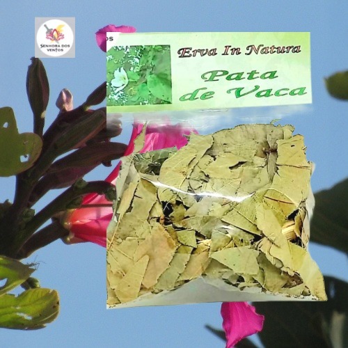 Pata de Vaca - Erva Seca/ Erva in Natura