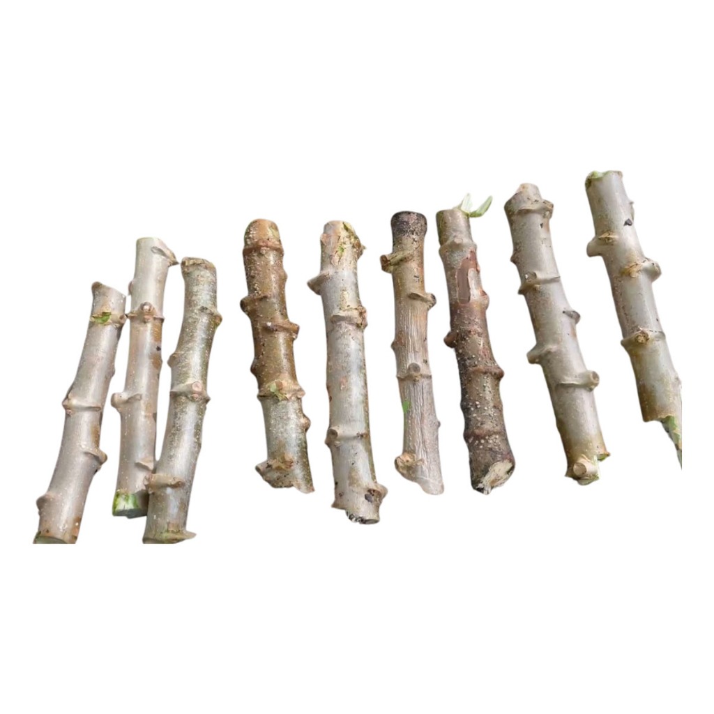 Rama de Mandioca Vassourinha | Alta Germinação e Rendimento em Oferta na Shopee