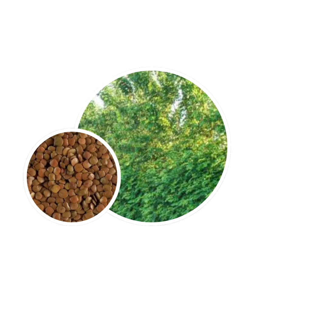 Sansão do Campo / Sabiá / Mimosa / Cerca Viva-  50g = 1.200 sementes aproximadamente