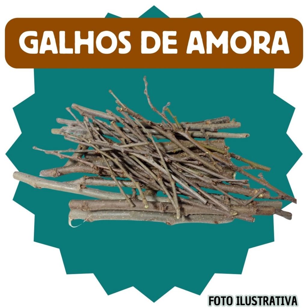 Galhos de Amora - Enriquecimento ambiental para roedores e pássaros - Porquinho da india, hamster, gerbil, twister