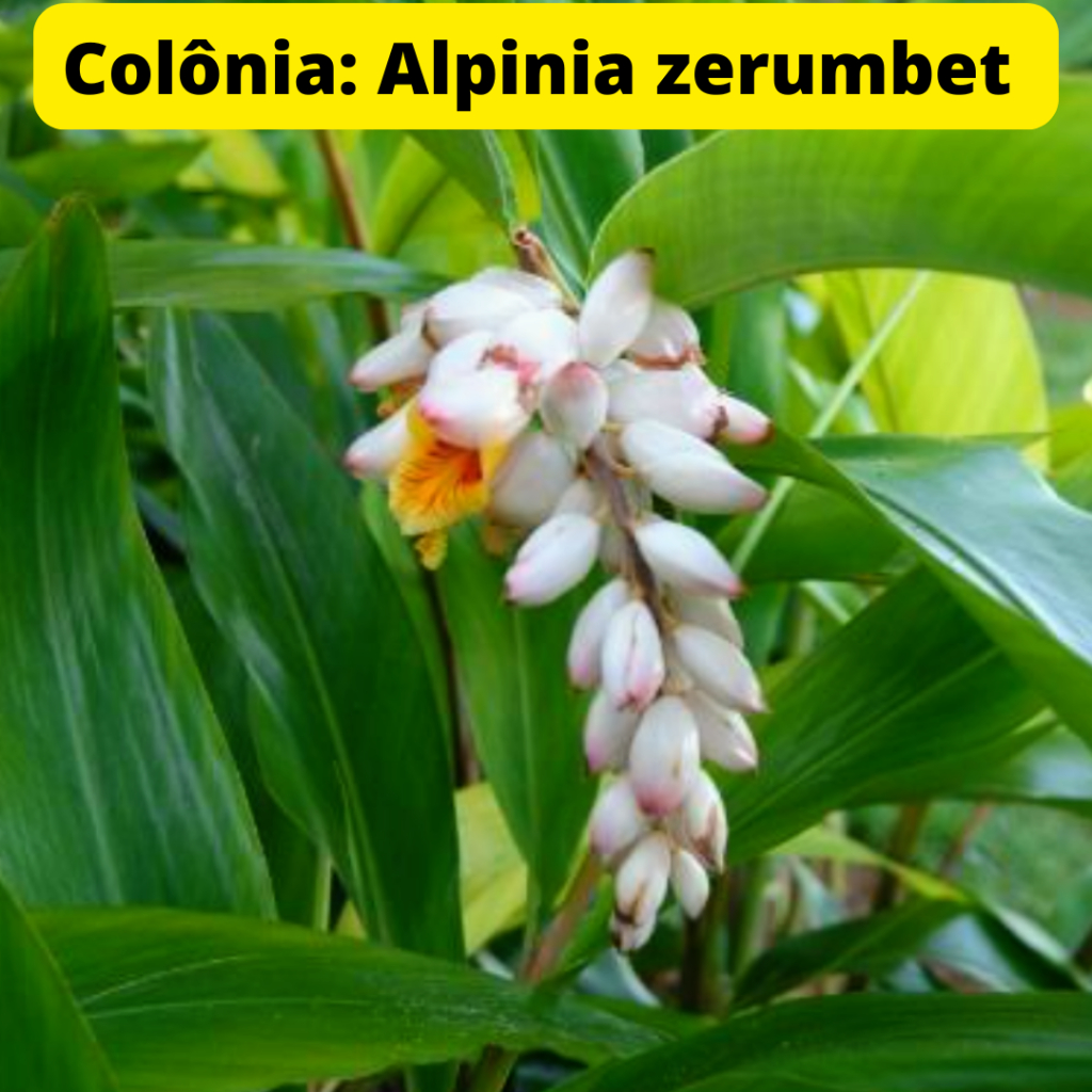 Chá de colônia 200g (Alpinia zerumbet) ou melissa (Lippia alba) ou aroeira salsa ( Schinus molle)