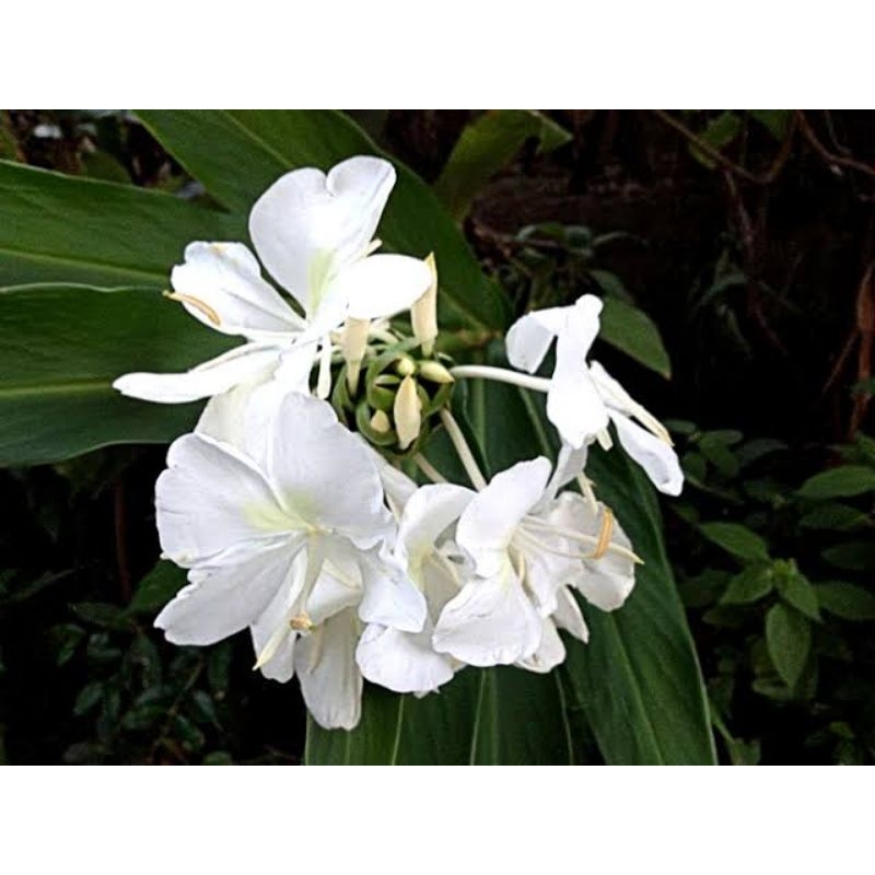 Bulbos de Lirios: Onde Comprar | BuscaProdutos