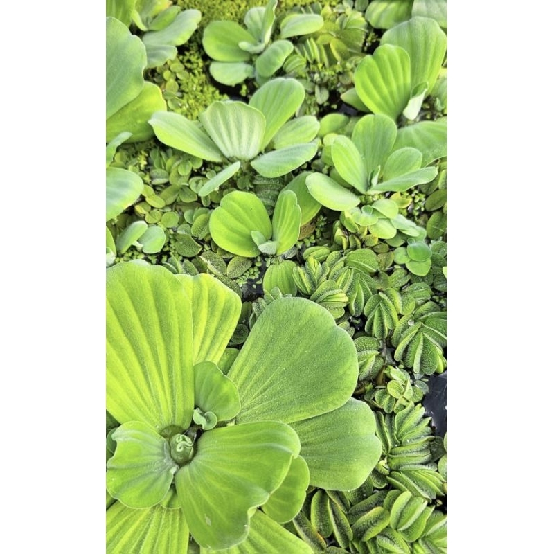 Alface D Água: Guia Completo e Onde Comprar | BuscaProdutos