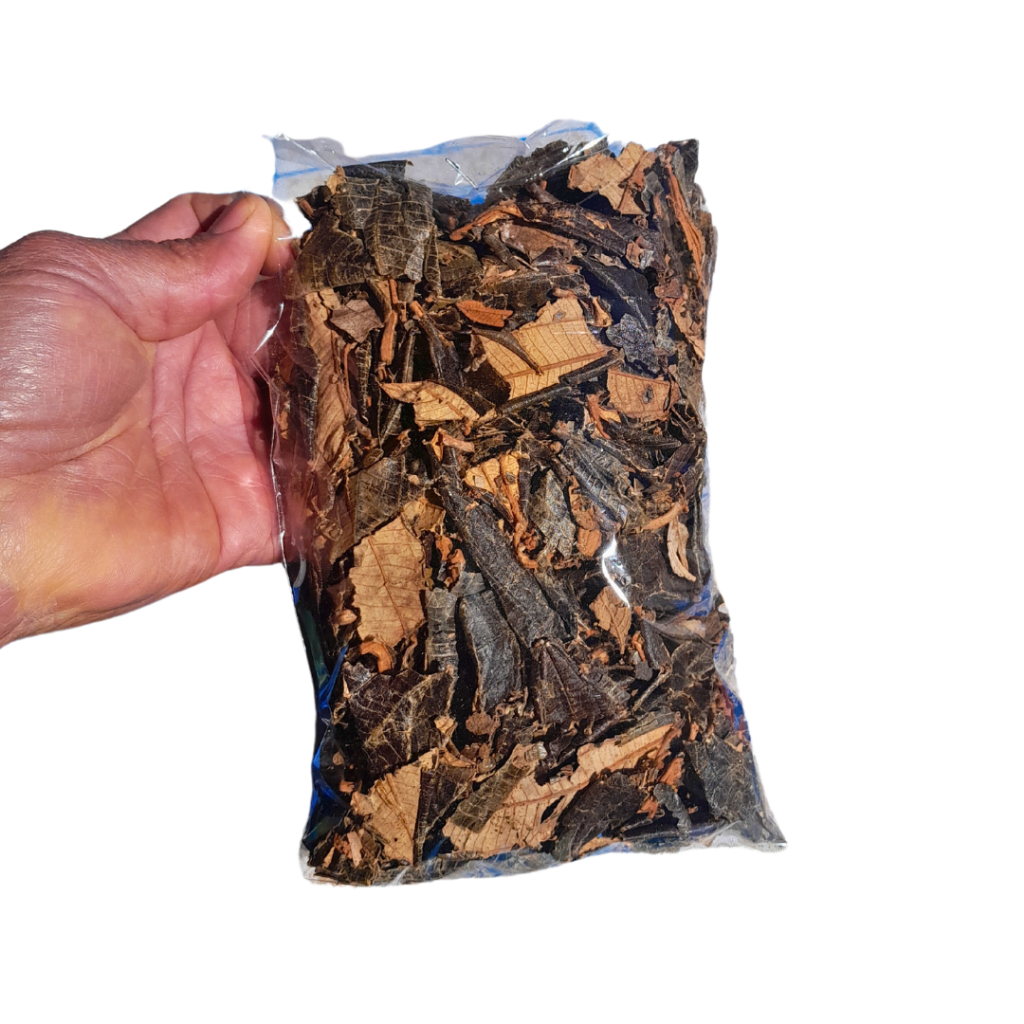 Chá de Canela de Velho Miconia albicans ou Açafrão Da Terra Raiz Fresca ou Mentrasto ou Picão Preto