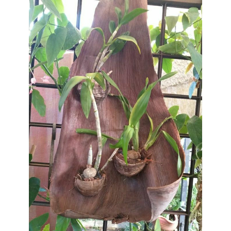 Coqueiro para Vaso: Onde Comprar | BuscaProdutos