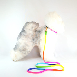 Coleira Cachorro com Guia Neon em Oferta na Shopee
