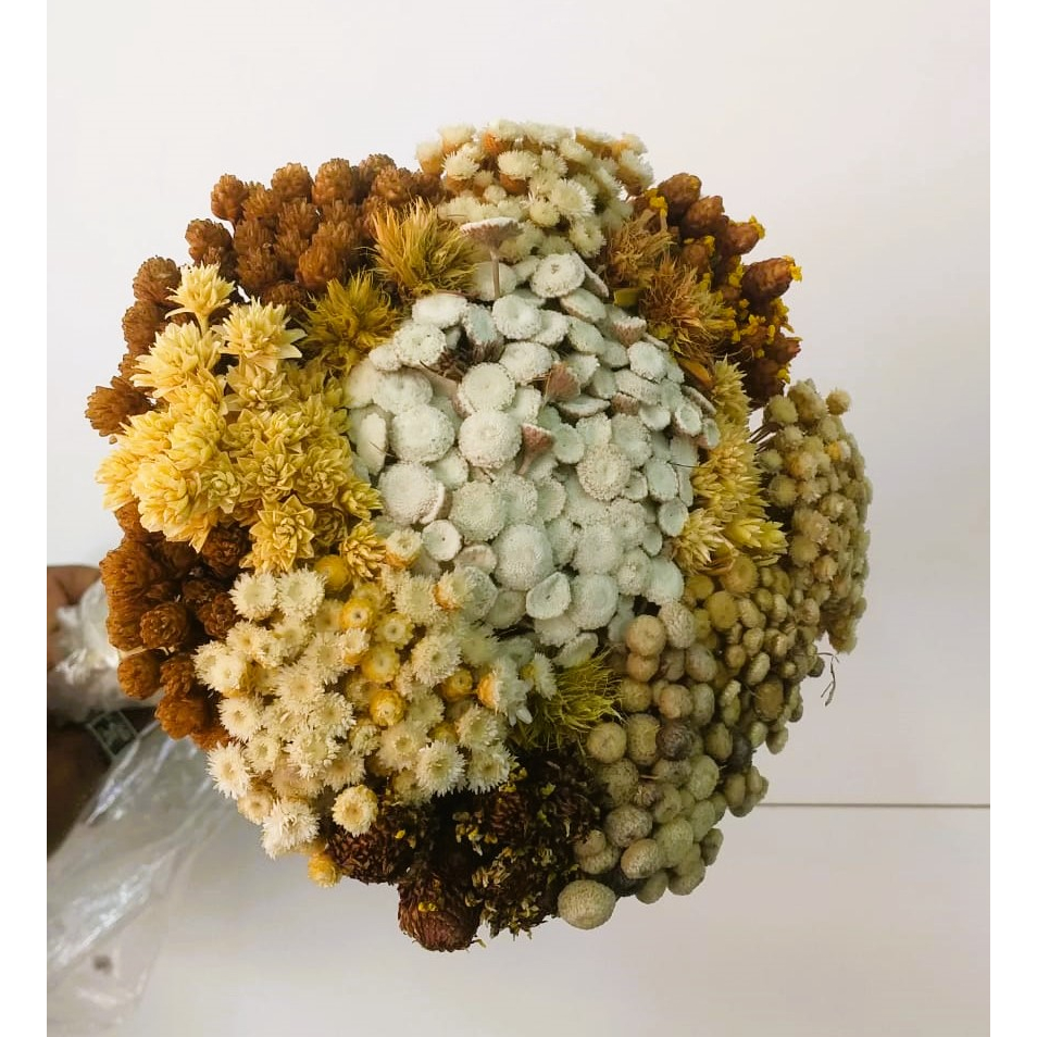 mix de sempre vivas em Oferta na Shopee