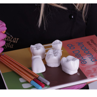 Kit Macrodente - Macro Modelos de Gesso Dental