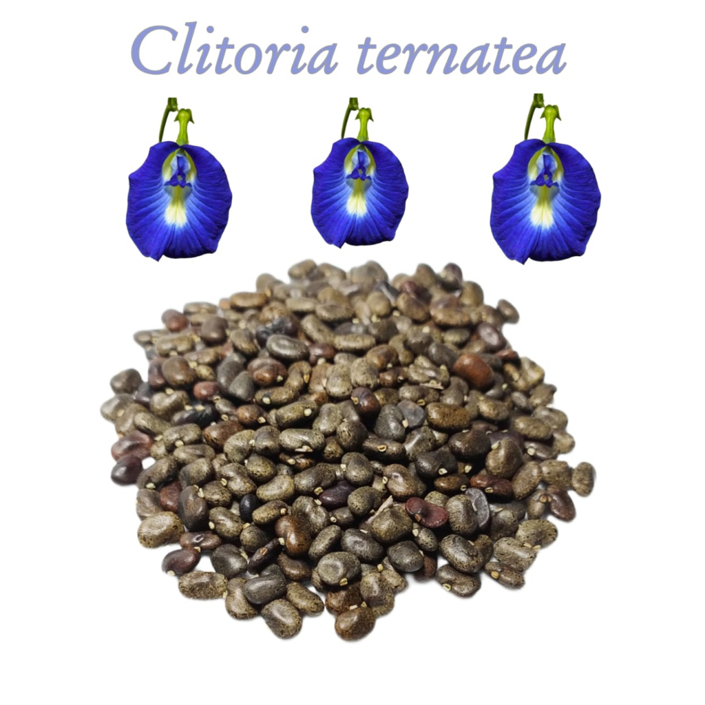 11 Sementes - Ervilha Borboleta Clitoria Chá Azul Cunhã